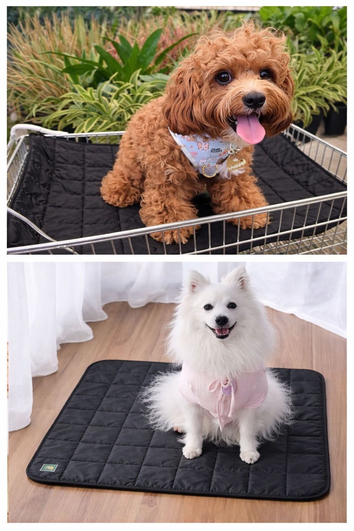KÖPEK MATI